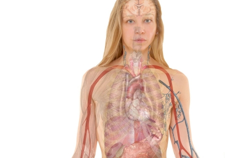 רפואה מערבית – אנטומיה ופיזיולוגיה